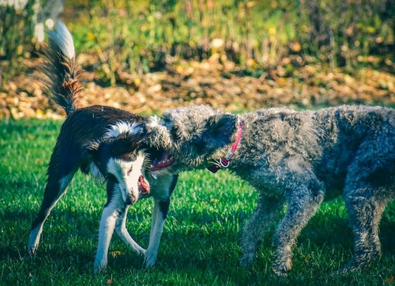 NY Court Expands Dog Bite Victims’ Rights: What Flanders v. Goodfellow Means for You